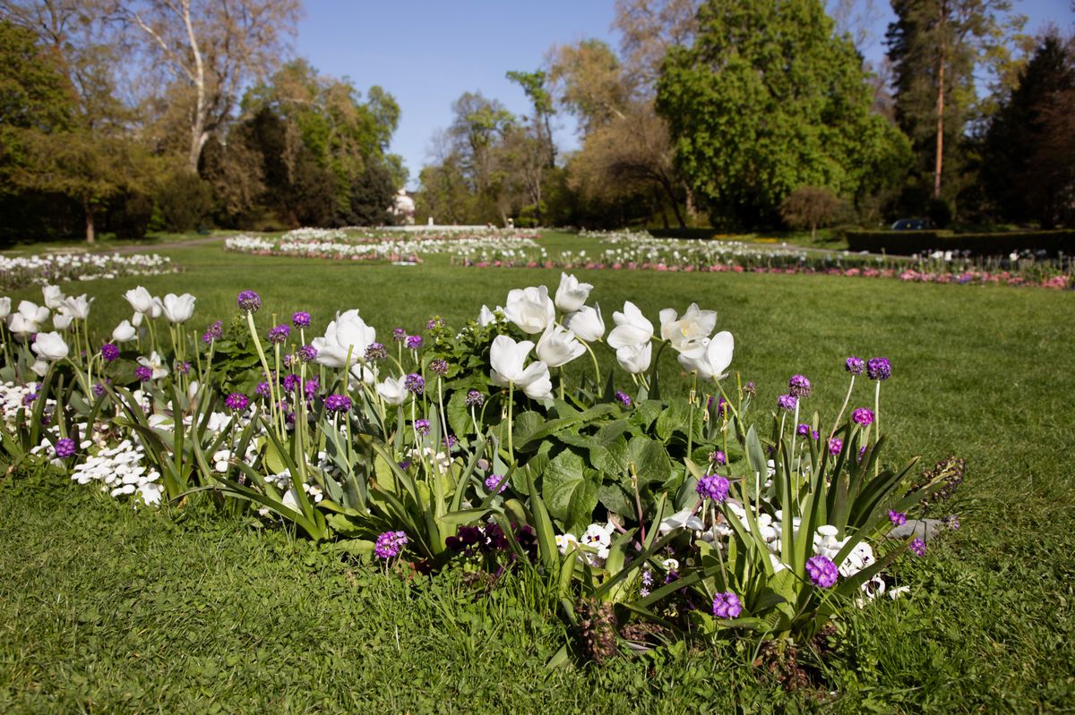 Genève le 11.04.2024, Parc de La Perle du Lac, un massif fleuri.