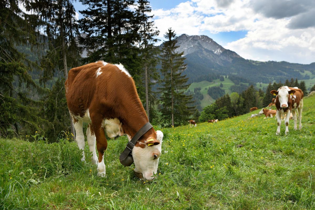Château d'Oex, le 19 mai 2022.  En raison d'un mois de mai très chaud et ensoleillé, les génisses de Pierre-François Mottier sont montées à l'alpage sur les hauts de Château d'Oex, avec environ deux semaines d'avance. 24HEURES/Chantal Dervey