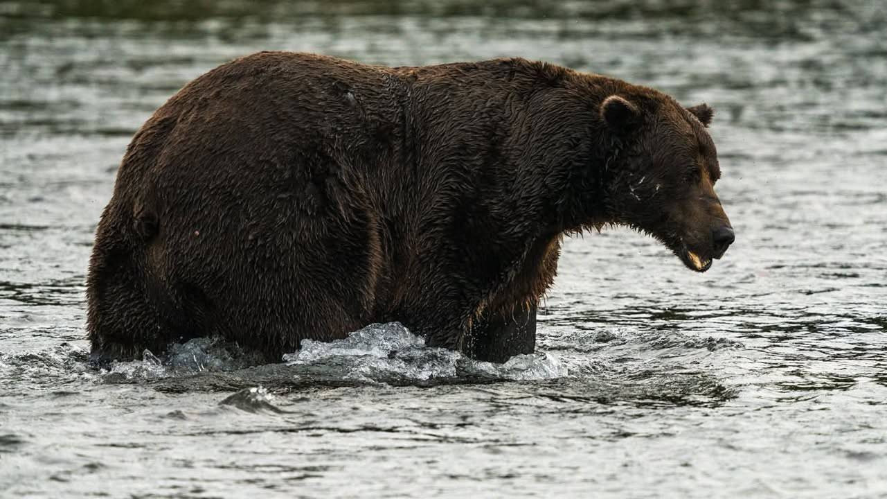 "Fat Bear" election in Alaska: Can "Chunk" defend his title as fattest brown bear?