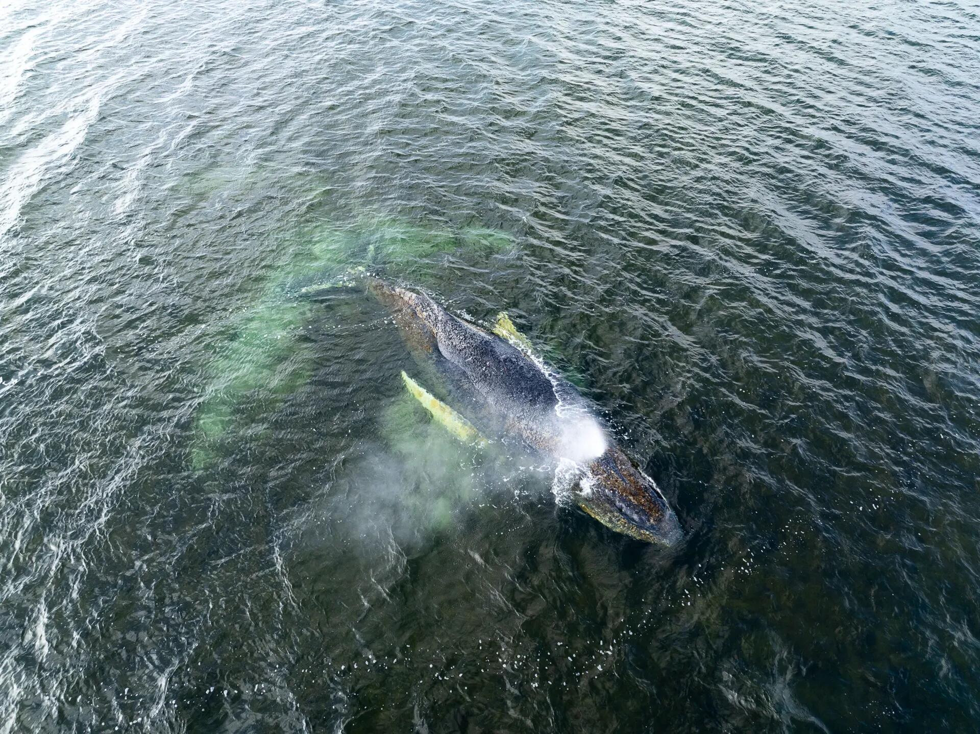 «Apropos» – der tägliche Podcast: Alle lieben Timmy: Warum ein gestrandeter Buckelwal Menschen weltweit berührt