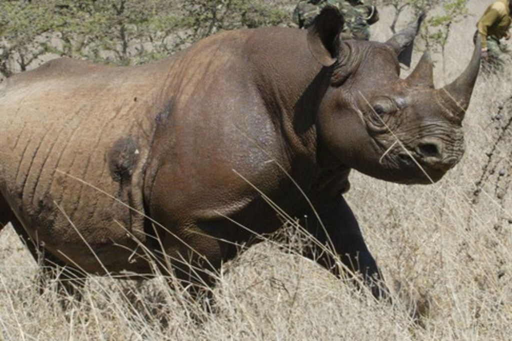 Rwanda Un défenseur des animaux tué par un rhino 24 heures — free download