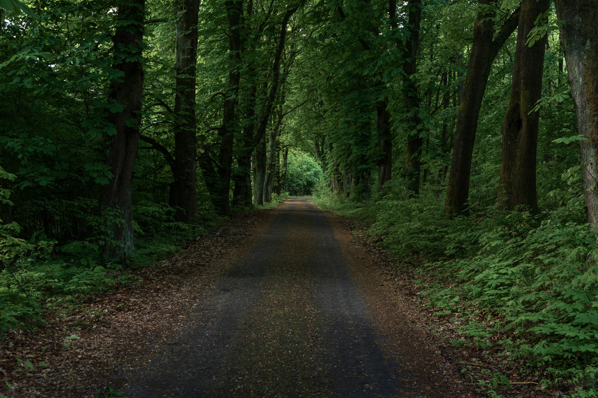 Route asphaltée humide traversant une dense forêt verdoyante en Suisse saxonne, Allemagne, bordée de grands arbres formant un tunnel naturel.