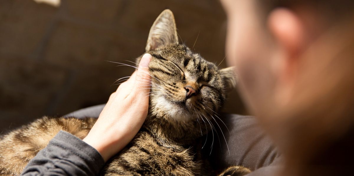 Mensch-und-Haustier-Senkt-Kuscheln-mit-der-Katze-wirklich-den-inneren-Stress-