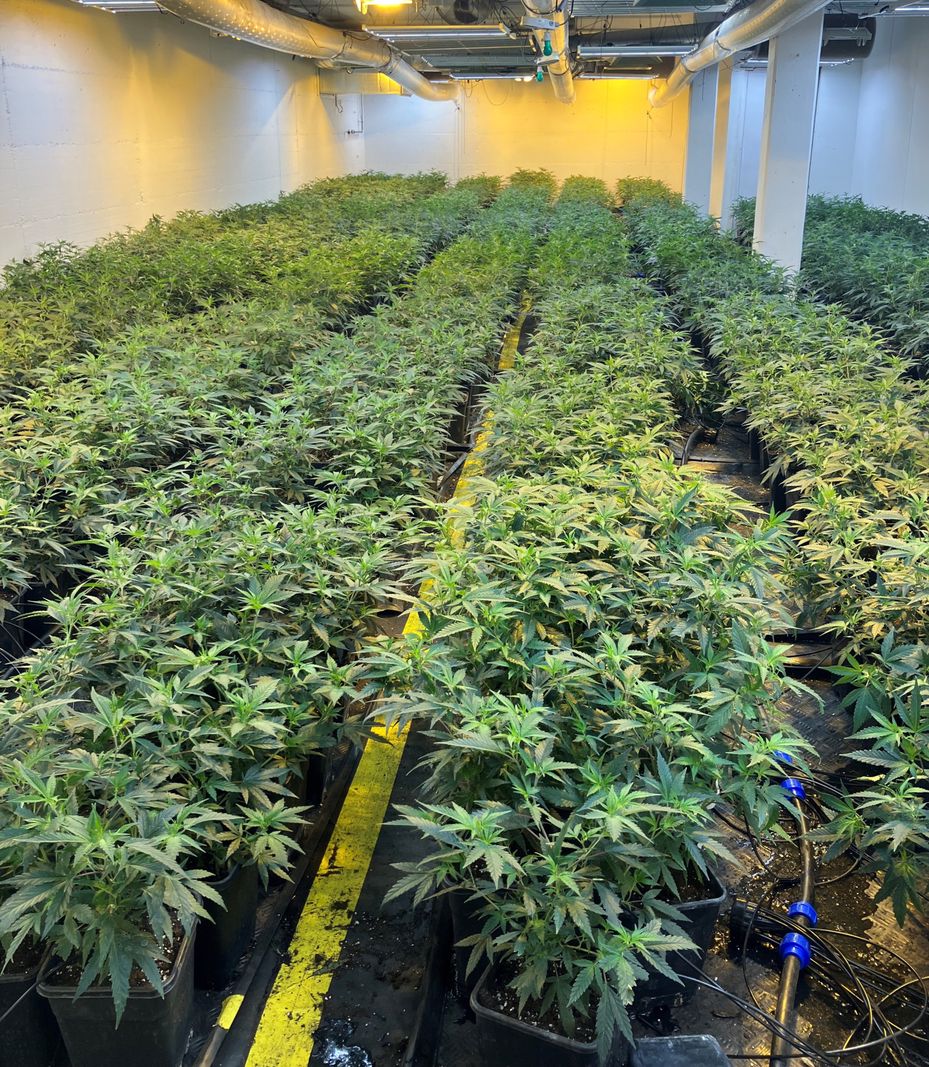 600 kilos de drogue dans l'ex-fabrique de biscuits