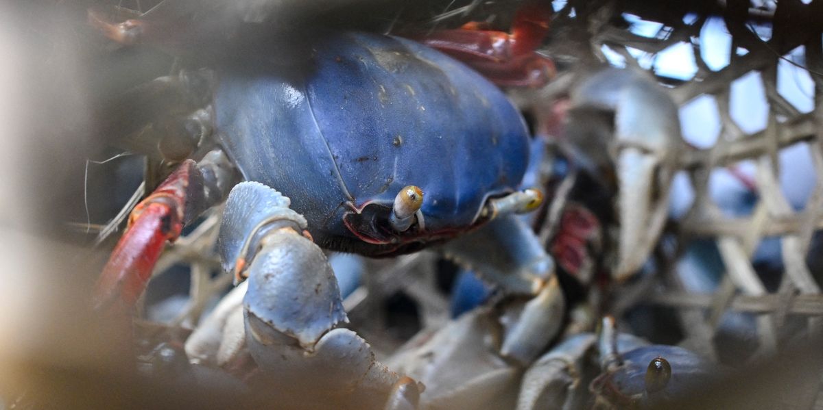 WWF Urges Greeks to Eat Invasive Species to Protect Local Wildlife