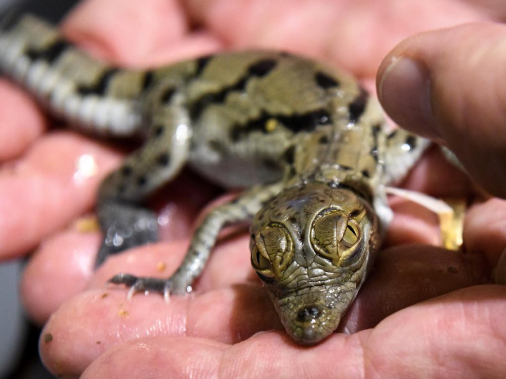 La première femelle crocodile est sortie de sa coquille à la mi-journée à Aquatis.