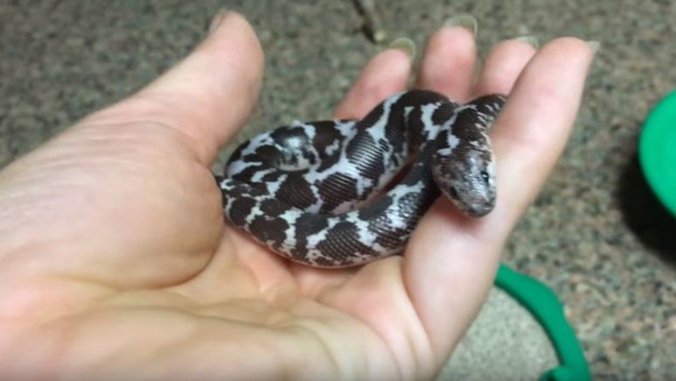 Mignon Un Bebe Serpent Joue Dans Un Bac A Sable Le Matin