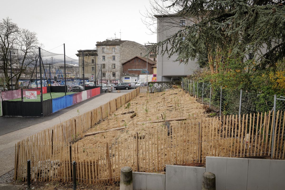 Genève, le 27 mars 2024. Grottes. square Jacob-Spon, au coeur du quartier des Grottes. La résiliation d’un ancien bail a permis de supprimer 35 places de stationnement sur cette parcelle propriété de la Ville. Le retrait du bitume à l’automne sur une partie de l’espace permet par ailleurs de planter une micro-forêt urbaine selon la méthode Miyawaki, avec les habitants du quartier.