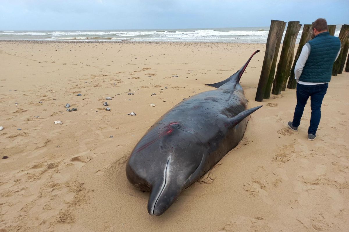 France La baleine à bec en détresse est morte Le Matin