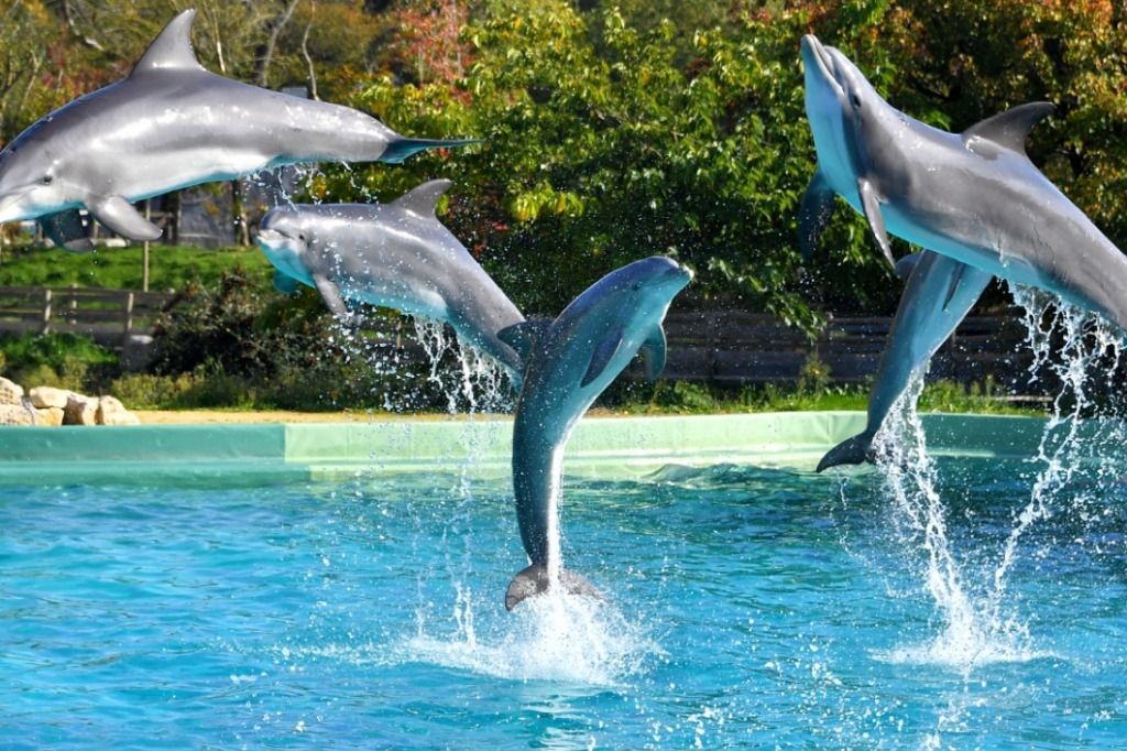 Fini les baleines et dauphins en captivité