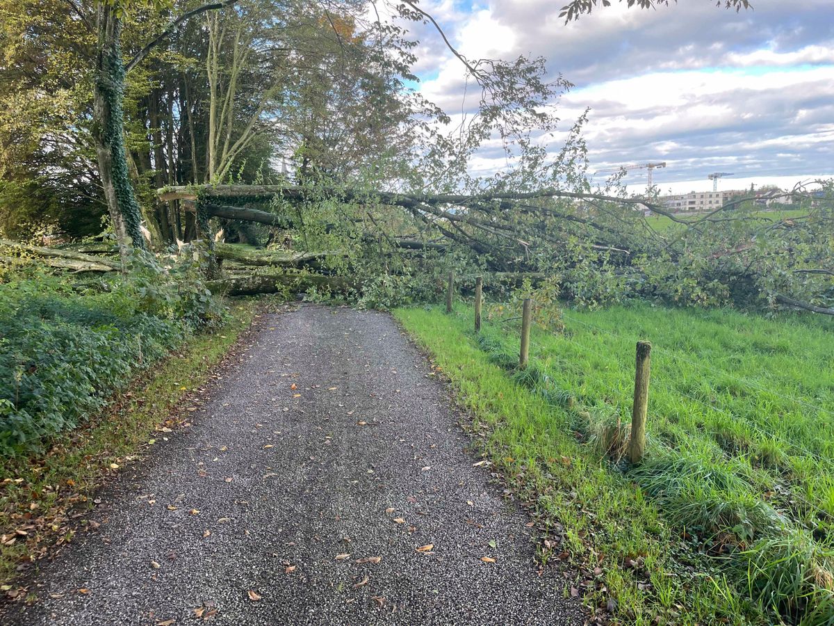 Unbekannte fällen alte Buchen am Seeufer 