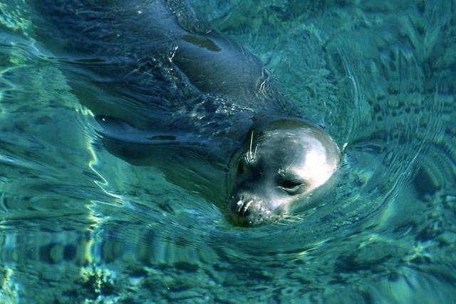 Le phoque moine de Méditerranée est la plus menacée des espèces de pinnipèdes