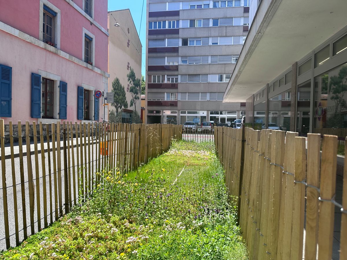 Suisse, Genève, le 05 juin 2024. A la rue es Voisins, un petit ilôt de végétalisation a été installé.
