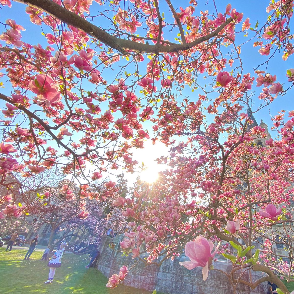 Magnolien in voller Blüte vor der Pauluskirche in Basel, mit strahlend blauem Himmel und Sonnenlicht, das durch die Äste scheint. Foto von Pino Covino, aufgenommen am 27. März 2022. Magnolien in voller Blüte vor der Pauluskirche in Basel, mit strahlend blauem Himmel und Sonnenlicht, das durch die Äste scheint. Foto von Pino Covino, aufgenommen am 27. März 2022.