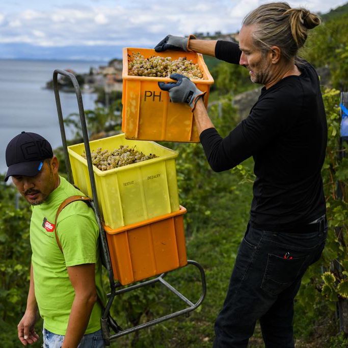 Deux bénévoles récoltent du raisin dans les vignes en terrasses de Lavaux à St-Saphorin, près du lac Léman, lors des vendanges de septembre 2022.
