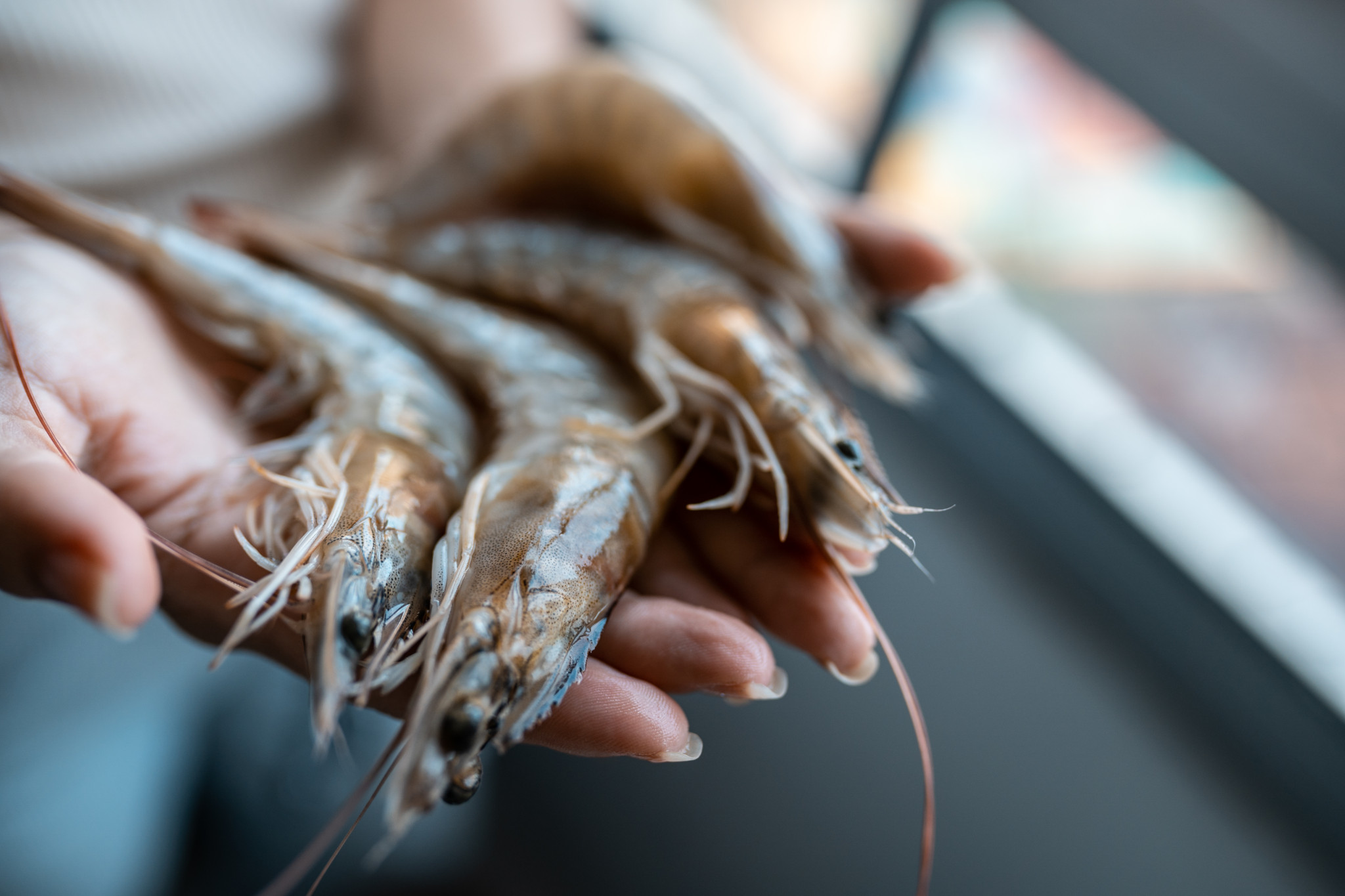 Poignée de crevettes crues dans une main au marché de la pêche.