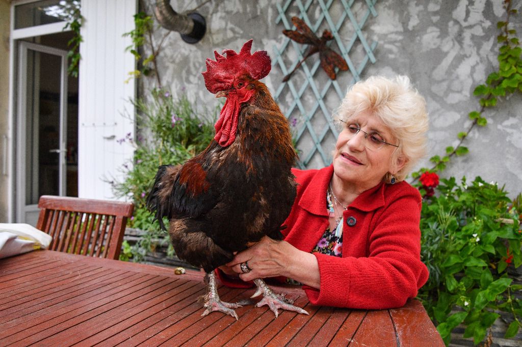 Le coq est accusé de chanter trop tôt