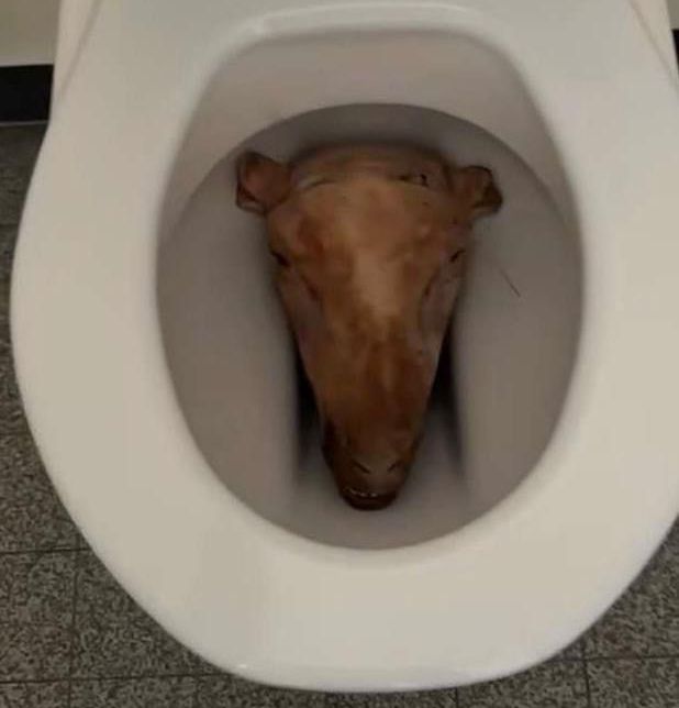 Deux têtes de mouton découvertes dans les toilettes d’une école