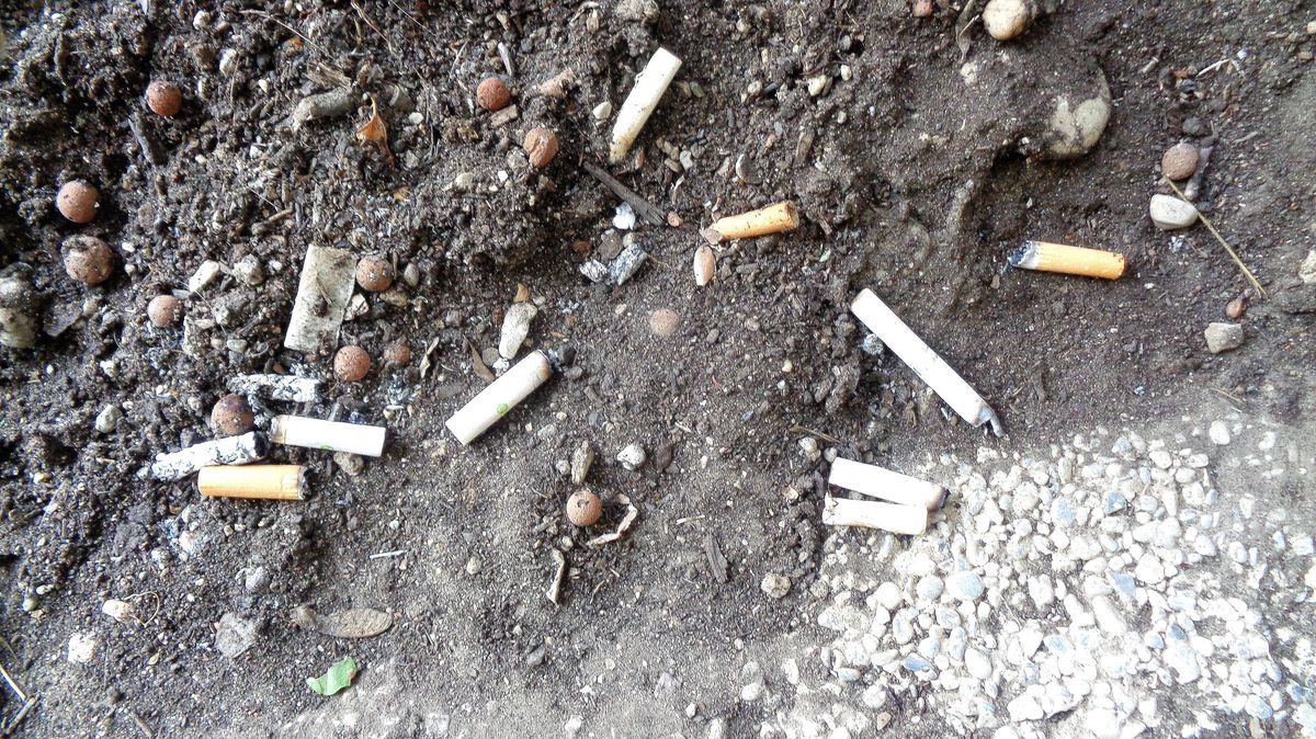 Communaut: Le pigeon, le fumeur: deux nuisibles dans la ville !