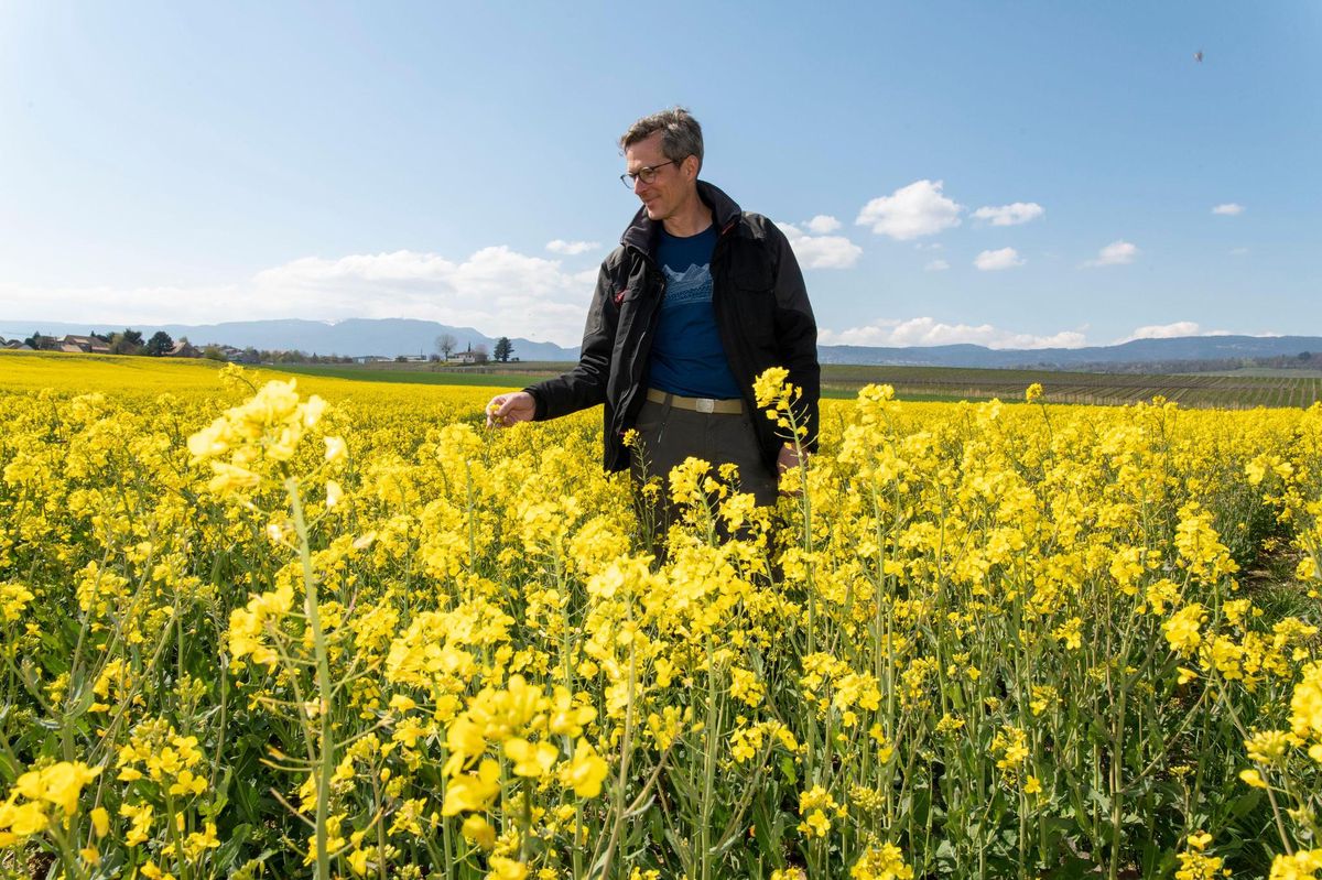 Gland, 16 avril 2021, Pascal Chollet, au Domaine la Petite Lignière, Rte Suisse 55, 1196 Gland. Visite de son exploitation au sujet de son usage des pesticides dans le cadre de la votation du 13 juin prochain. Ici, inspection du champ de colza, qui lui, a été traité aux phytosanitaires. ©Florian Cella/24Heures
