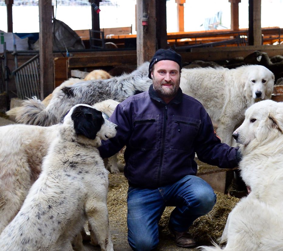 Schutz vor dem Wolf: Züchter von Herdenschutzhunden bangt um Zukunft ...