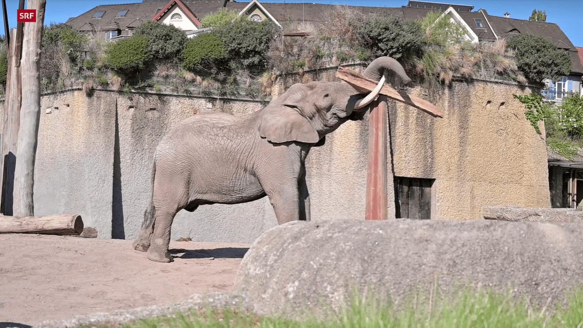 L’éléphant Tusker adore jouer avec les rodins de bois de son enclos au Zoo de Bâle