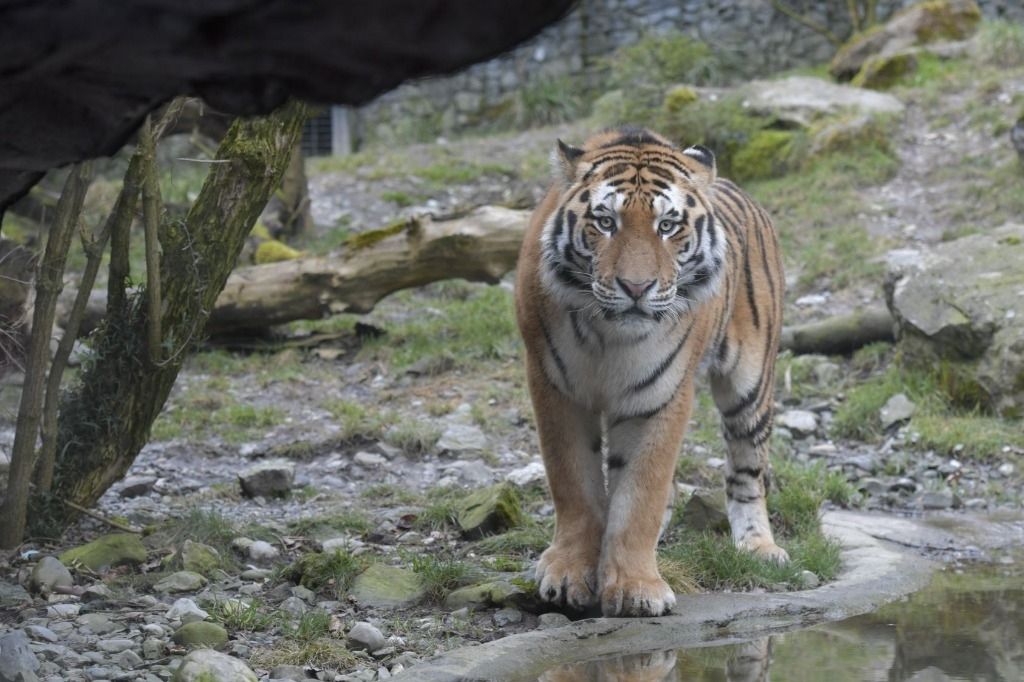 Neuer Tiger im Zoo Zürich | Der Landbote