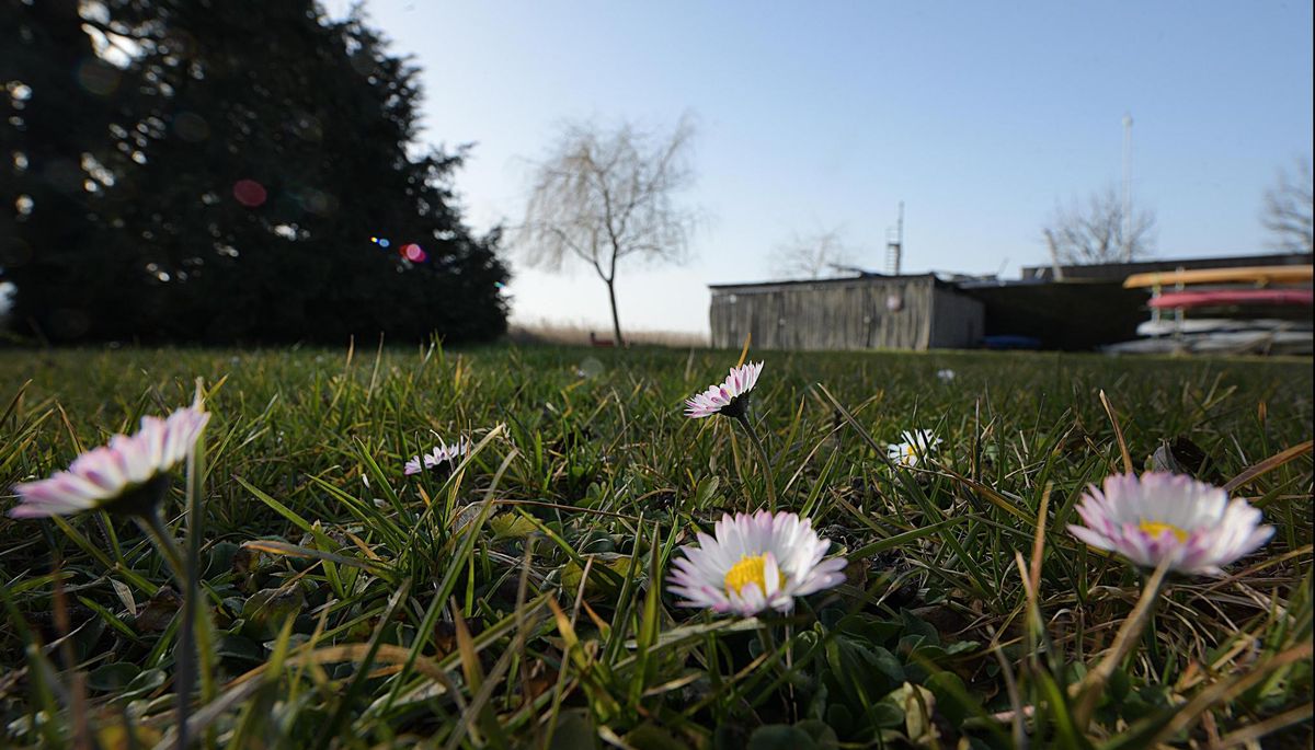 L'hiver n'est pas terminé, mais les températures clémentes de ces derniers jours ont fait apparaître des pâquerettes dans les pelouses.