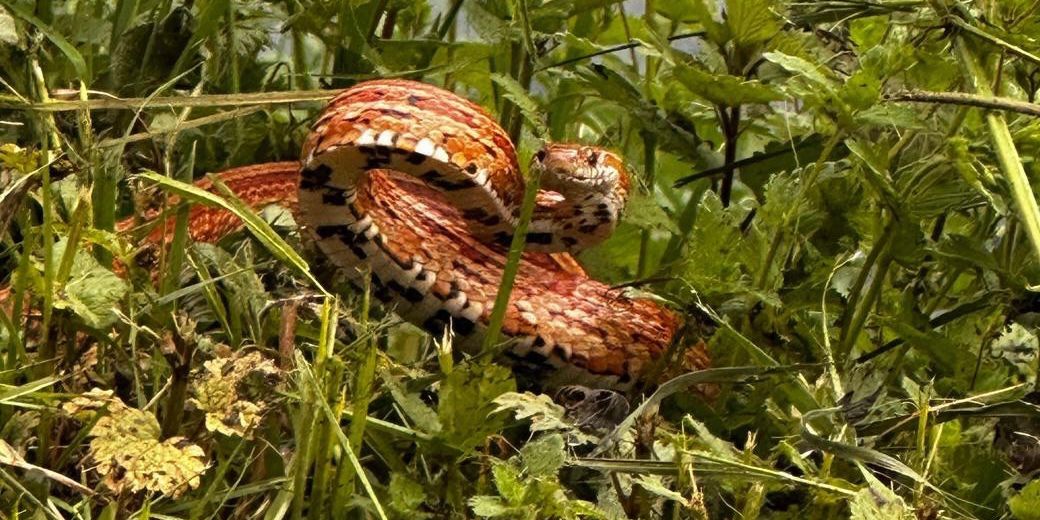 Bern: Corn snake found on the Aare River - | She ends up in the zoo