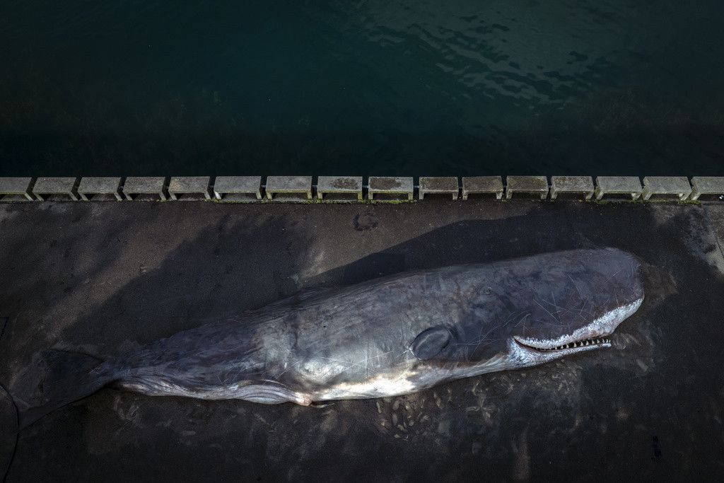 The installation aims to raise public awareness of environmental damage and species extinction.