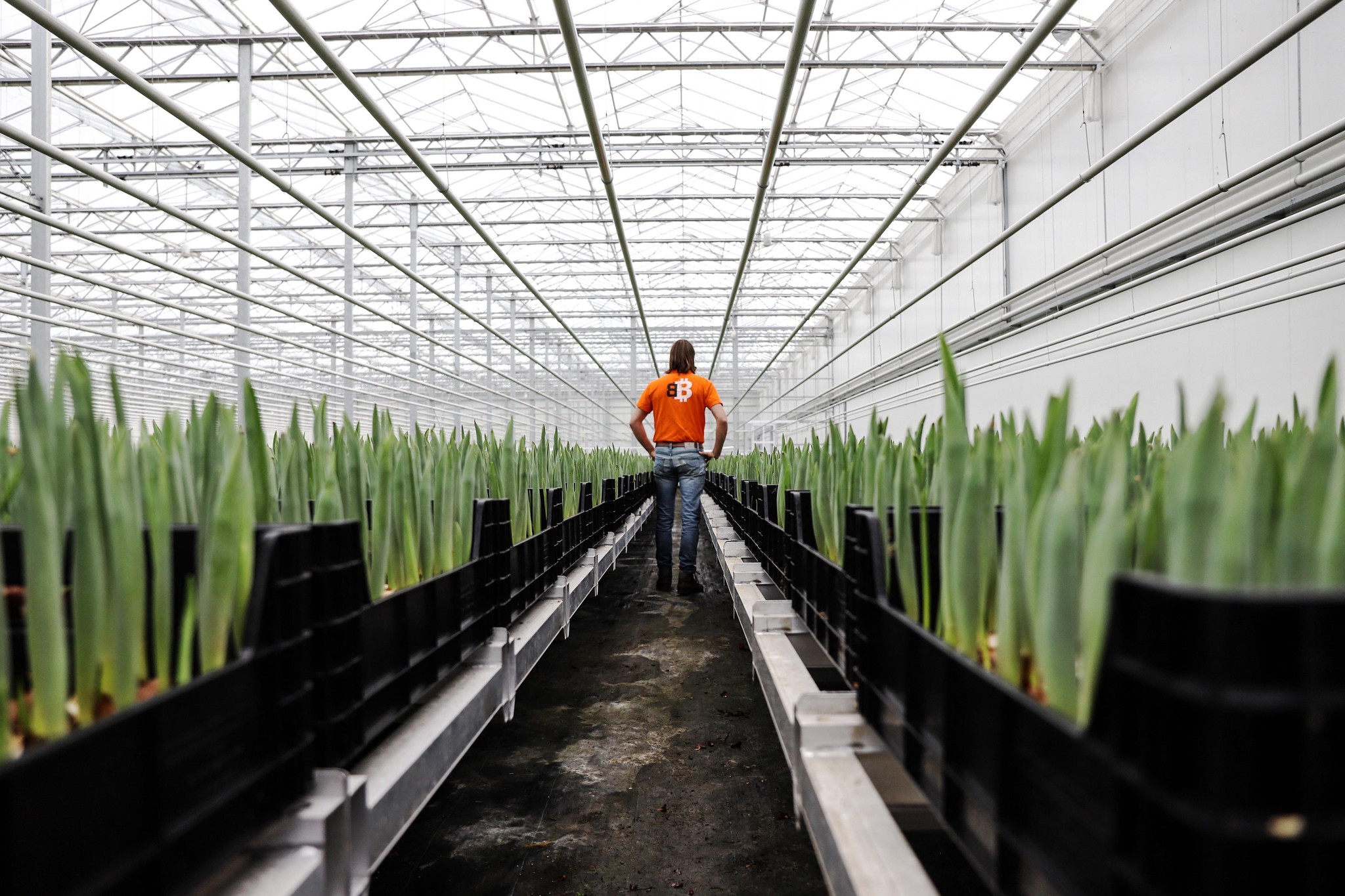 Bulles financières: Des tulipes poussent grâce au bitcoin