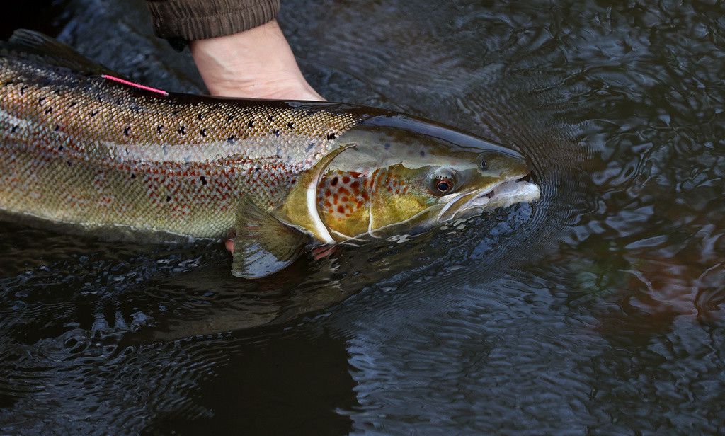 Rheinschwimm-Saison hat begonnen: Diese Fische schwimmen mit uns in ...