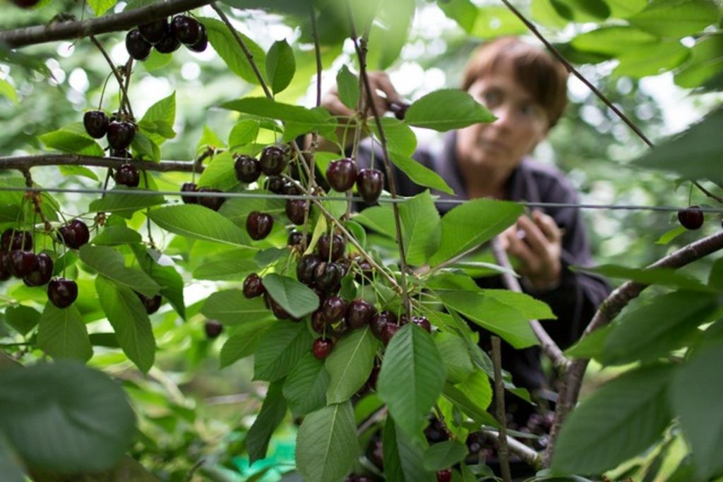La souveraineté alimentaire au cœur de la votation