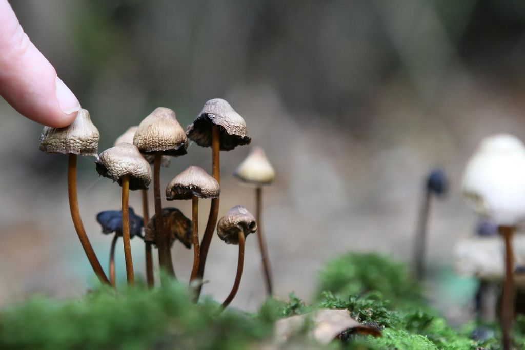 Mushrooms for Anxiety Relief - Psychedelic Today Mushrooms For Anxiety: Discover How Nature'S Fungi Can Transform Your Mental Wellbeing
