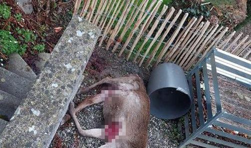 Eine Frau fand am Ostermorgen eine tote Hirschkuh in ihrem Vorgarten.