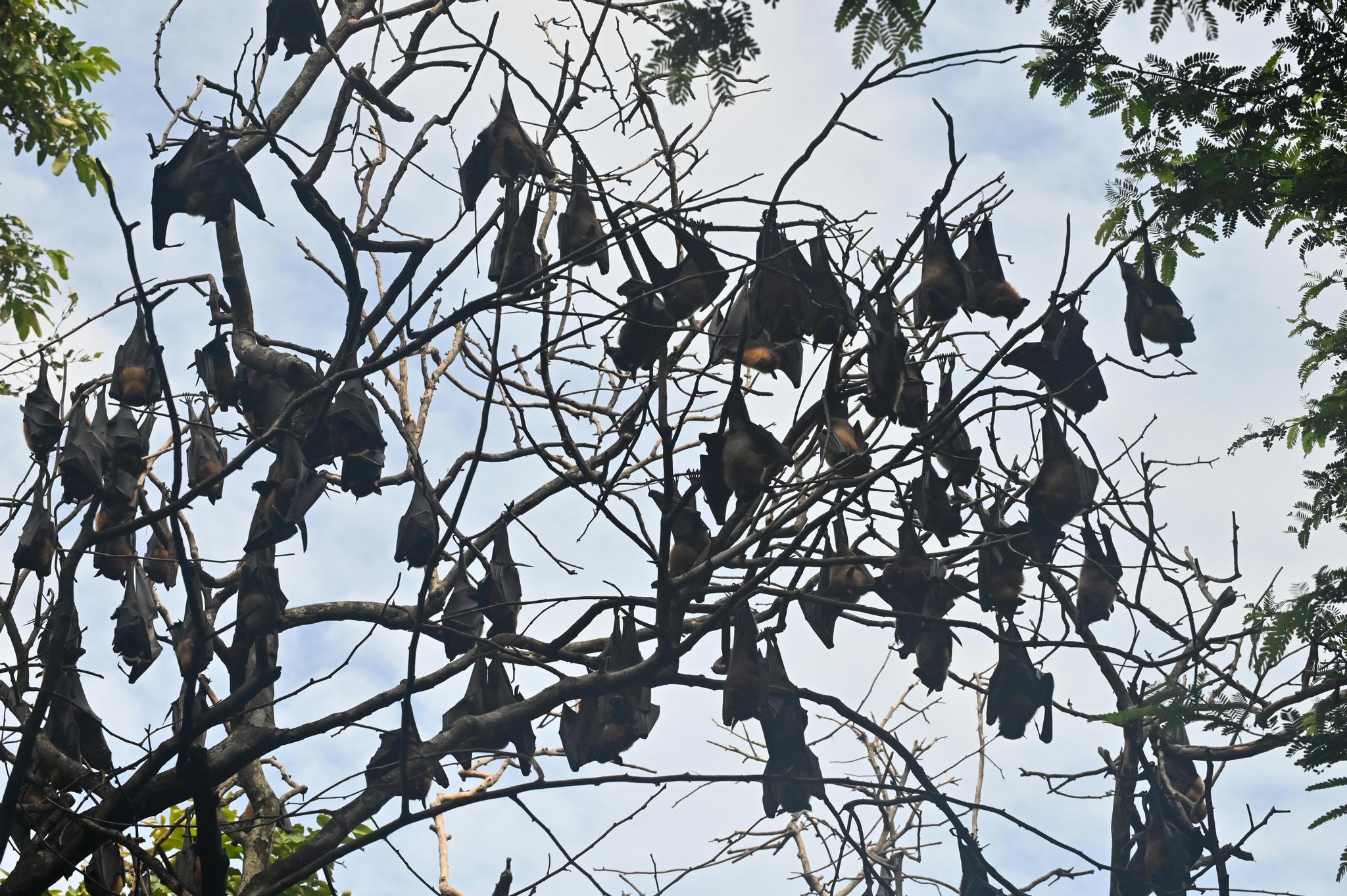 Les chauves-souris abritent les coronavirus les plus proches du Covid-19 humain. Mais il y a peu de contact entre elles et nous. Quel est donc l’animal qui a fait office d’intermédiaire?