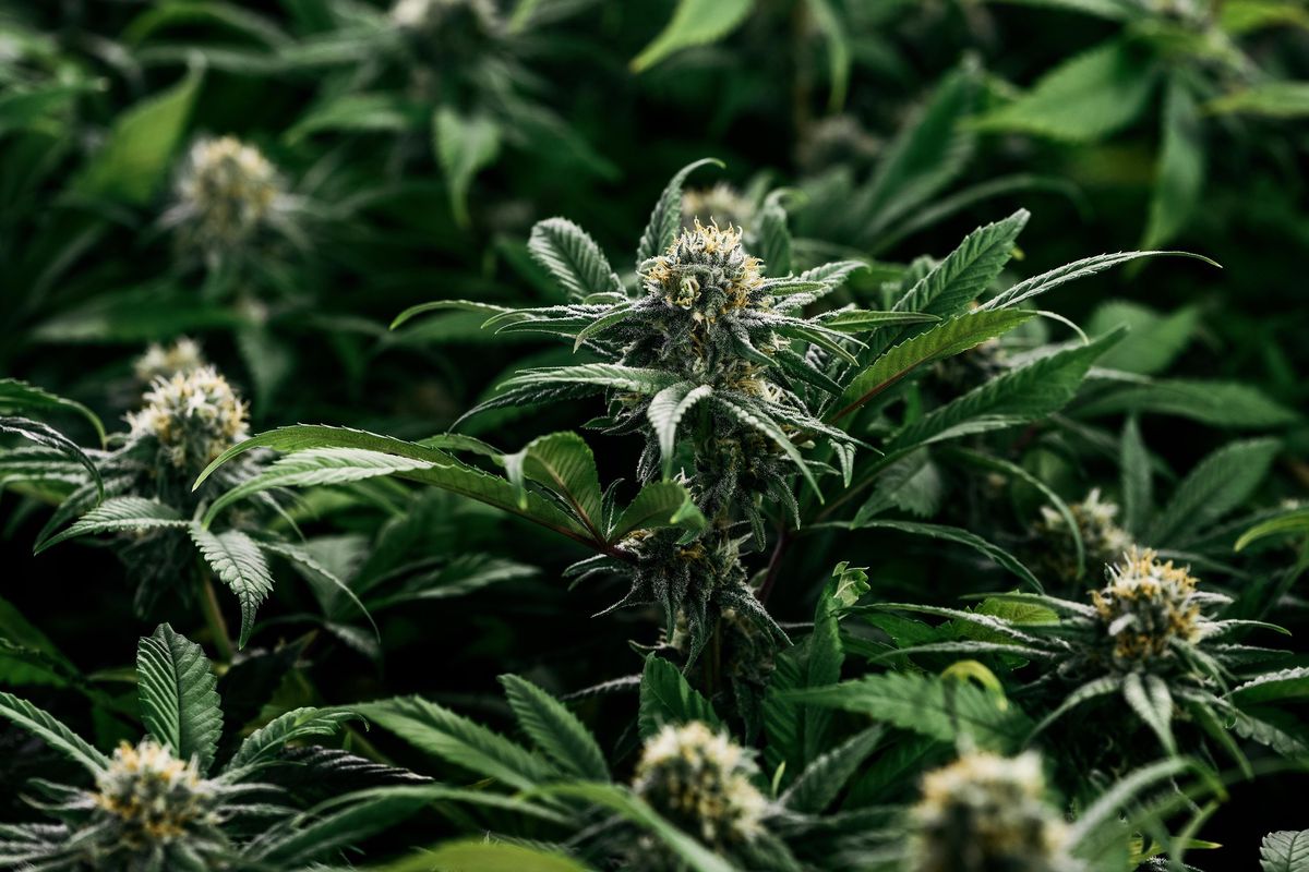 La société cultivait quelque 1000 plants de chanvre.