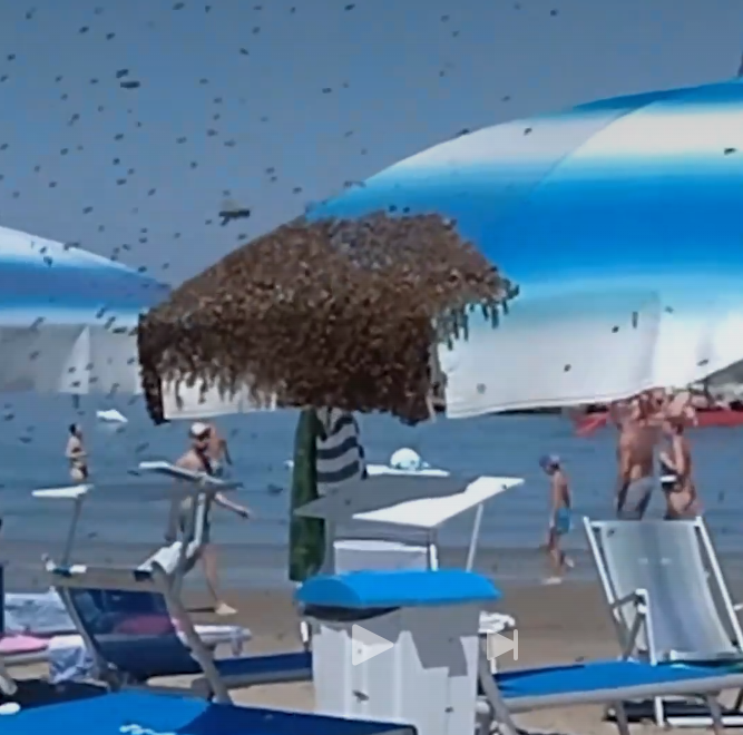 An der Adria-Küste: Bienenschwarm überfällt italie
