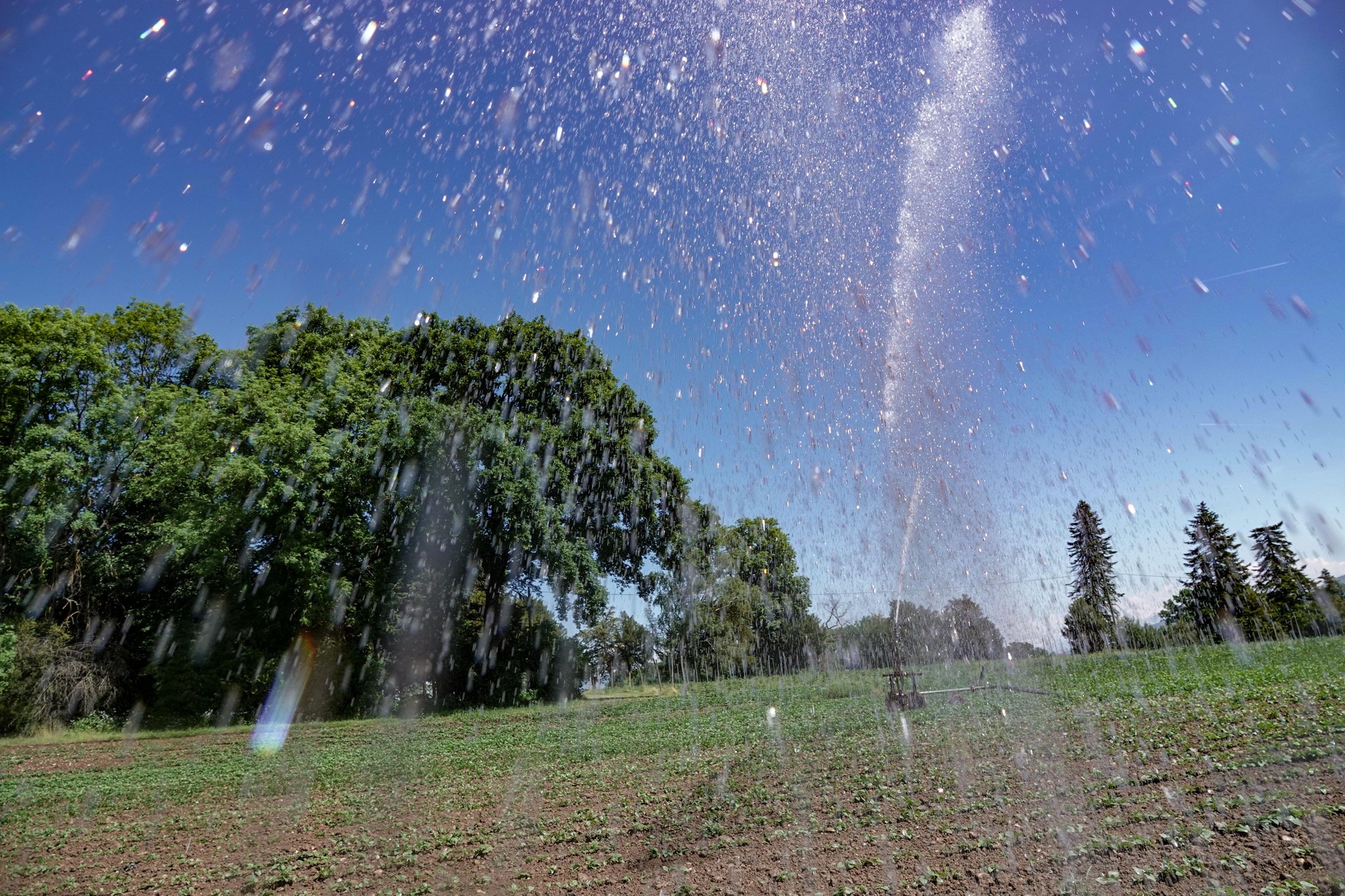 En période de canicule, les agriculteurs, comme ici à Meyrin, ont recours à l’arrosage automatique de leur production.