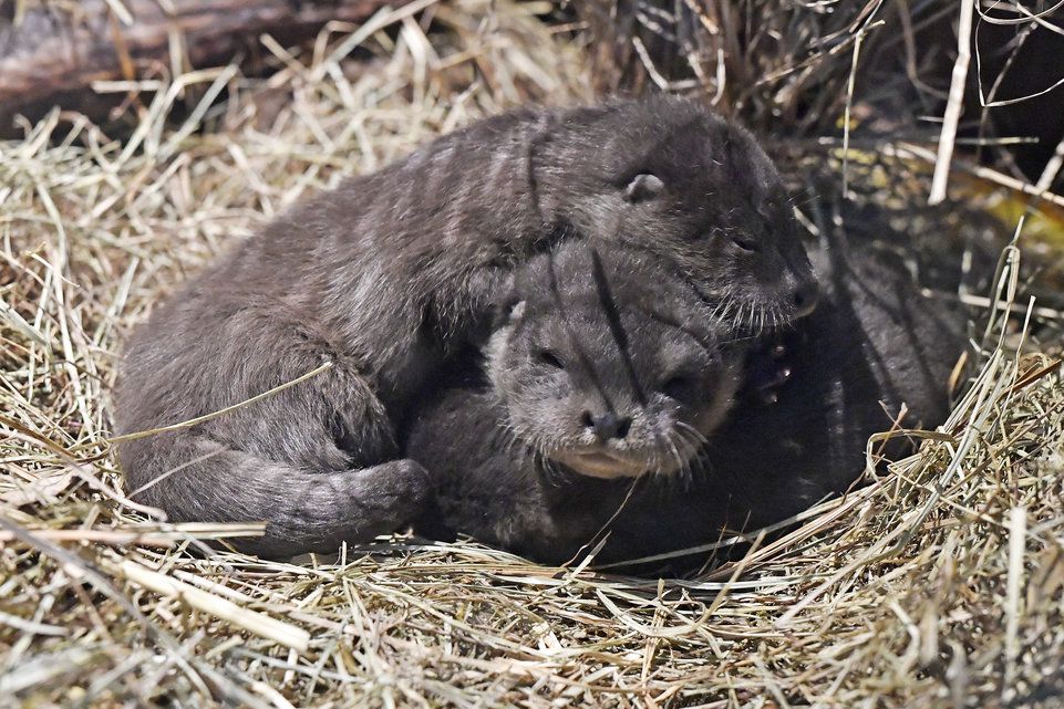 Vom verhassten Fischräuber zum Liebling der Kinder Der Landbote