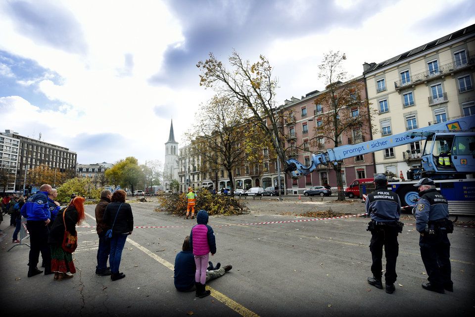Genève, le 27 octobre 2016. Plaine de Plainpalais. Des arbres sélectionnés sont abattus et coupés. Photo: Laurent Guiraud.