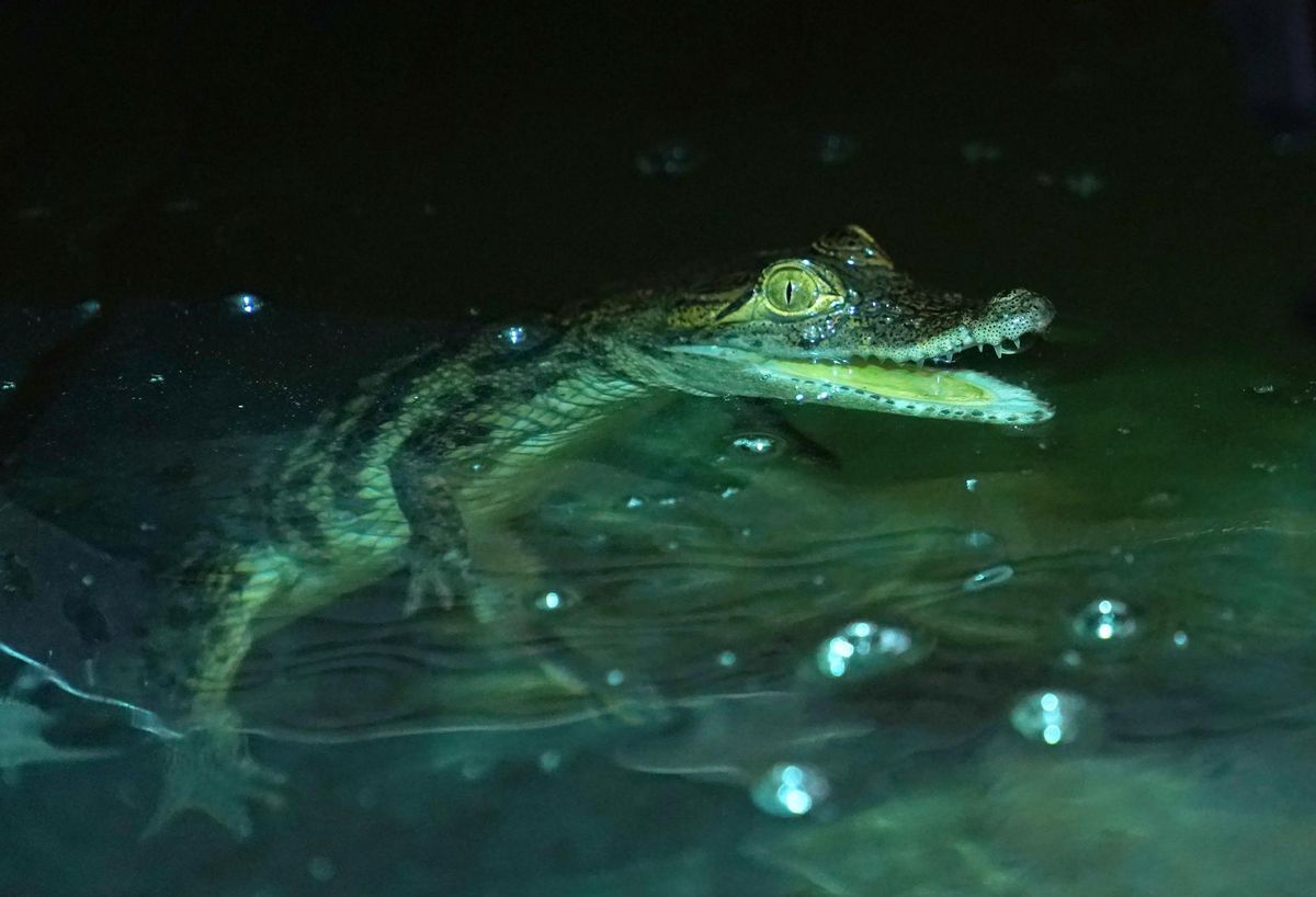 Trois petits crocodiles ont élu domicile dans le bassin du Bioparc Genève. «Bash», «Bellis» et «Berlioz» sont promis à une grande destinée.