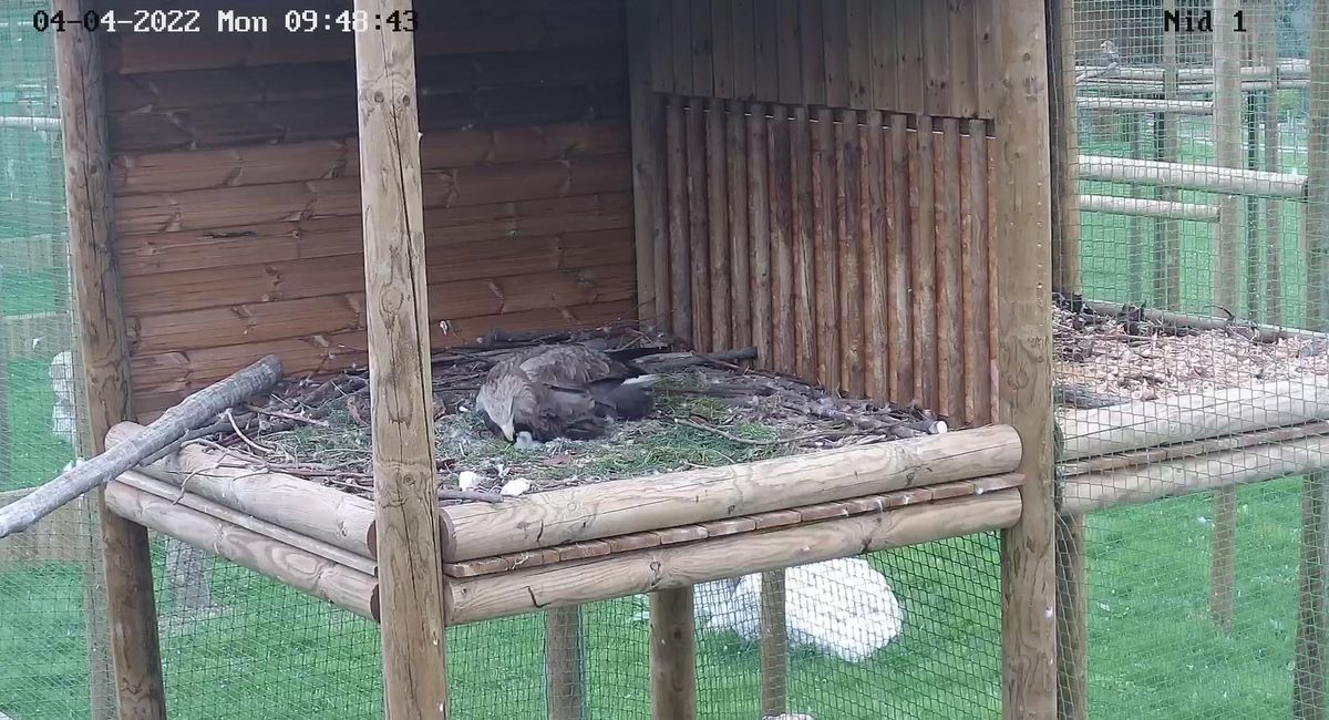 Éclos le 2 avril, le petit pygargue sera élevé pendant deux mois par ses parents, avant de prendre son envol. On le voit au centre de cette capture vidéo, en train d’être nourri par sa mère.