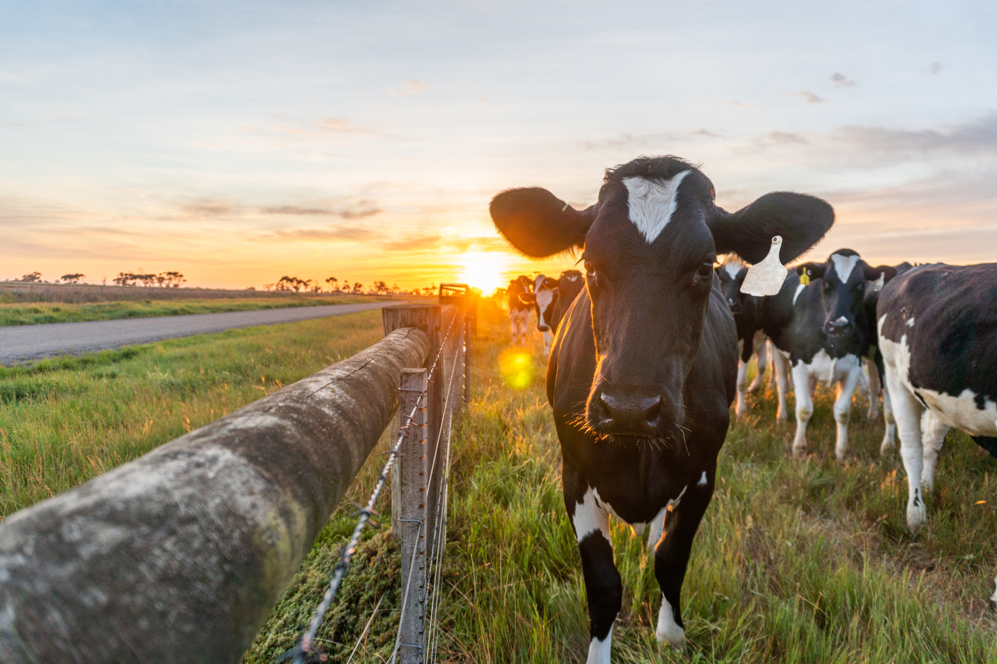 Troupeau de vaches Holstein noir et blanc dans un pré agricole au lever du soleil, avec une clôture rustique au premier plan.