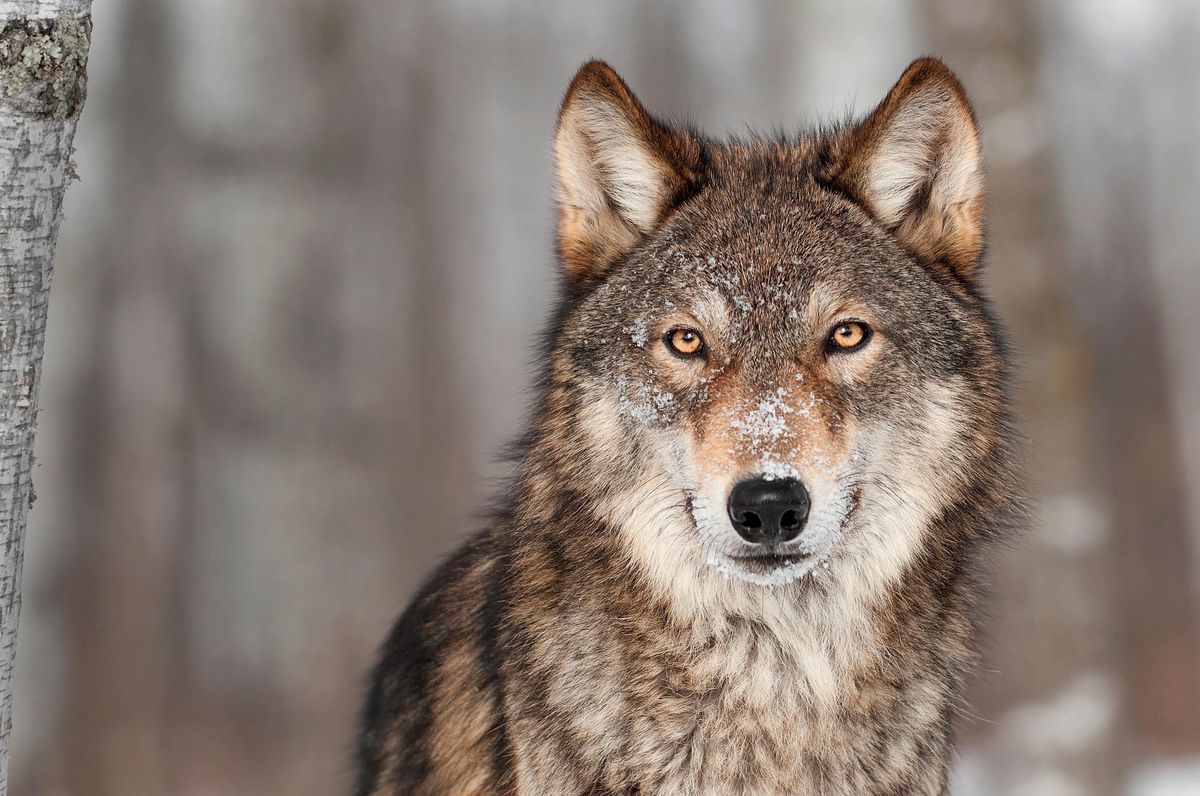 Il sera désormais possible d’abattre un loup de manière préventive.