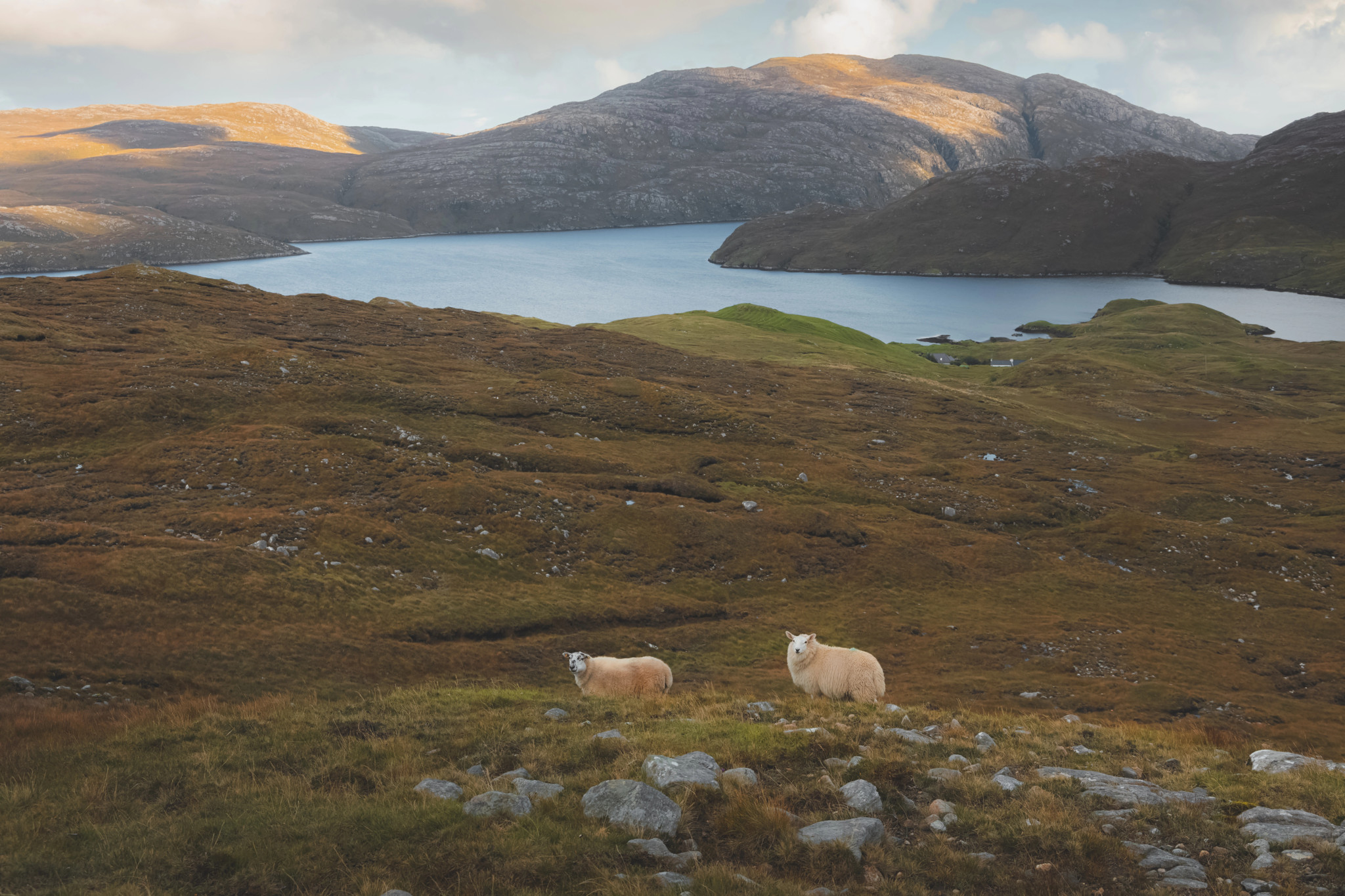 Schafe in der abgelegenen Landschaft der Isle of Lewis and Harris in den Äusseren Hebriden, Schottland, mit Hügeln und einem See im Hintergrund.