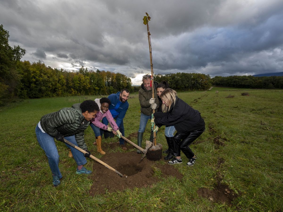 6. novembre 2023   GENOLIER   4000 arbres seront plantés cet automne sur deux sites de Genolier. Le lancement   Une trentaine de restaurateurs quittent leurs établissements pour la campagne nyonnaise, afin d'y planter des centaines d'arbres   4000 arbres seront plantés cet automne sur deux sites de Genolier. Le lancement du programme aura lieu lundi, en présence des restaurateurs partenaires de l'initiative "1chf pour le climat".  l'équipe du restaurant le Pécos de Grandson  plantant un tilleuil   PHOTO: Patrick Martin/24Heures 