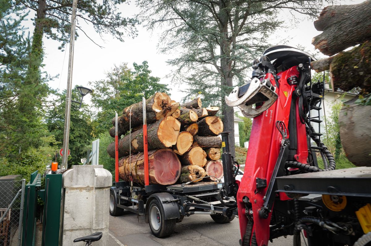 Des troncs d'arbres abattus chargés sur une remorque au chemin de Thury à Genève, le 26 août 2024.