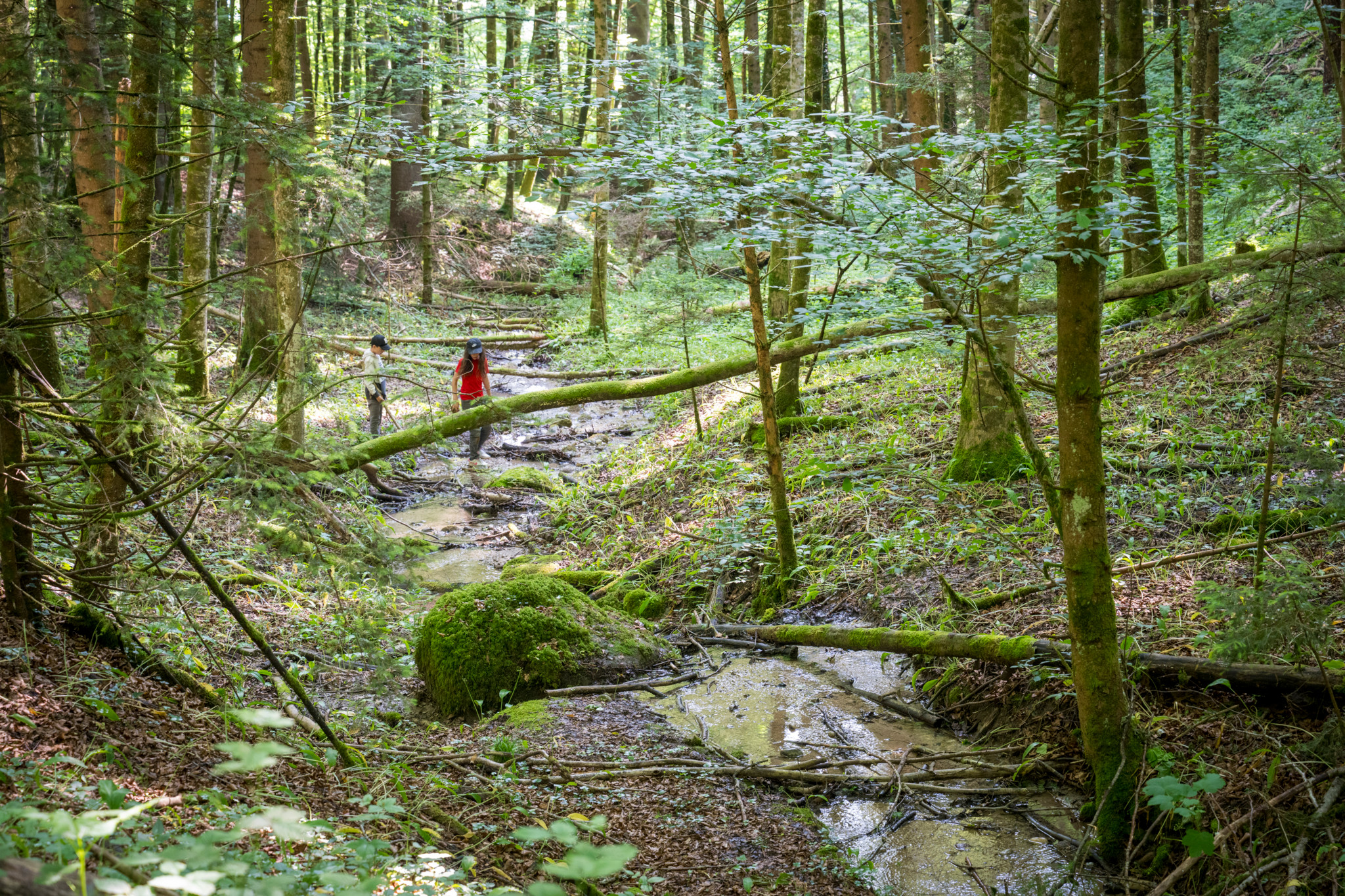 Zwischen Horgen und Sihlbrugg: Der Sihlwaldbus nimmt seinen Betrieb wieder auf