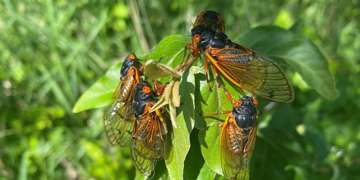  Massen­invasion der Zikaden – so laut wird es nur alle 221 Jahre